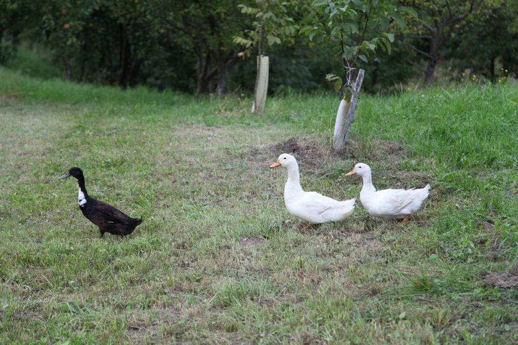 Holiday Home Maderka Strigova Ngoại thất bức ảnh